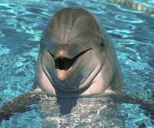 пазл Friendly дельфин